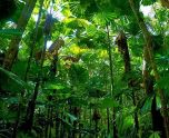 雨林生活图片集之高品图像素材3，设计素材免费下载