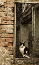 猫咪摄影图片集之PhotoDune素材1，设计素材免费下载