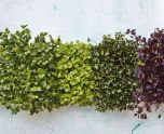 垂直绿色墙壁图片集之Gardenista素材3，设计素材免费下载
